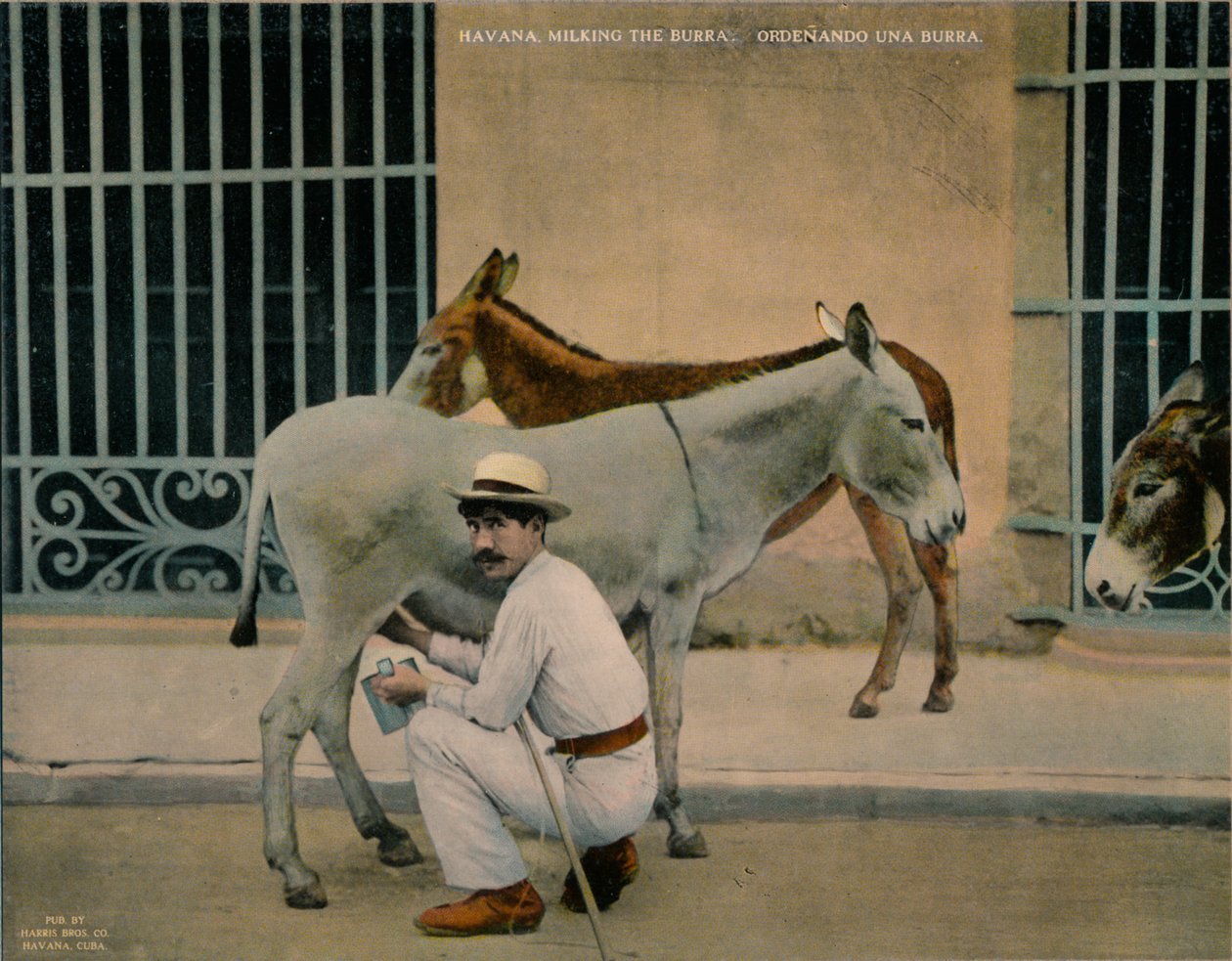 Dojení oslů, Havana, Kuba, c1920 od Unbekannt