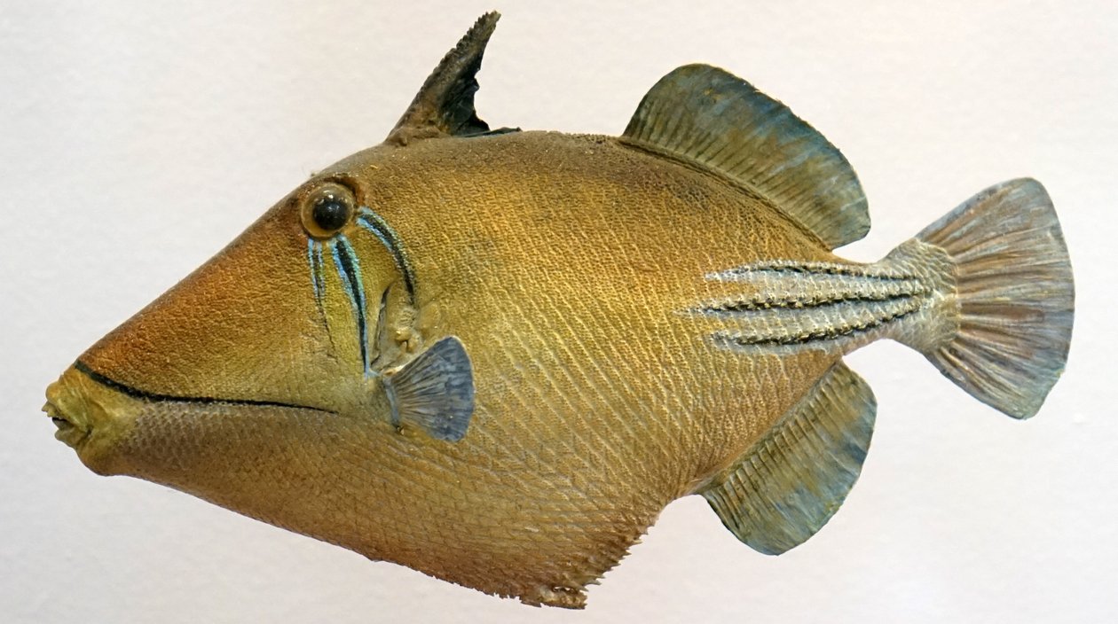 Model laguny triggerfish, 2000 od Unbekannt