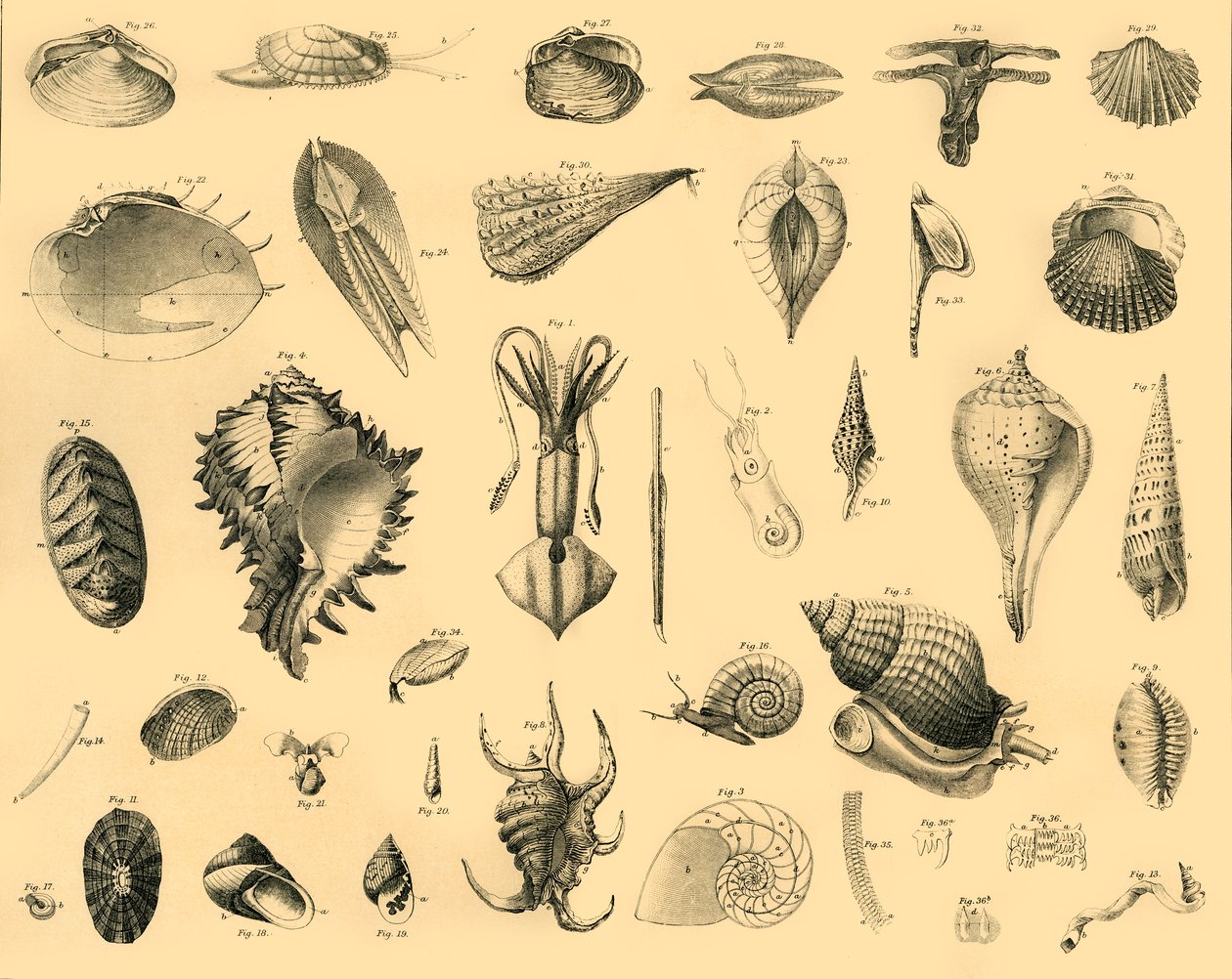 Mollusca, c1910. od Unbekannt