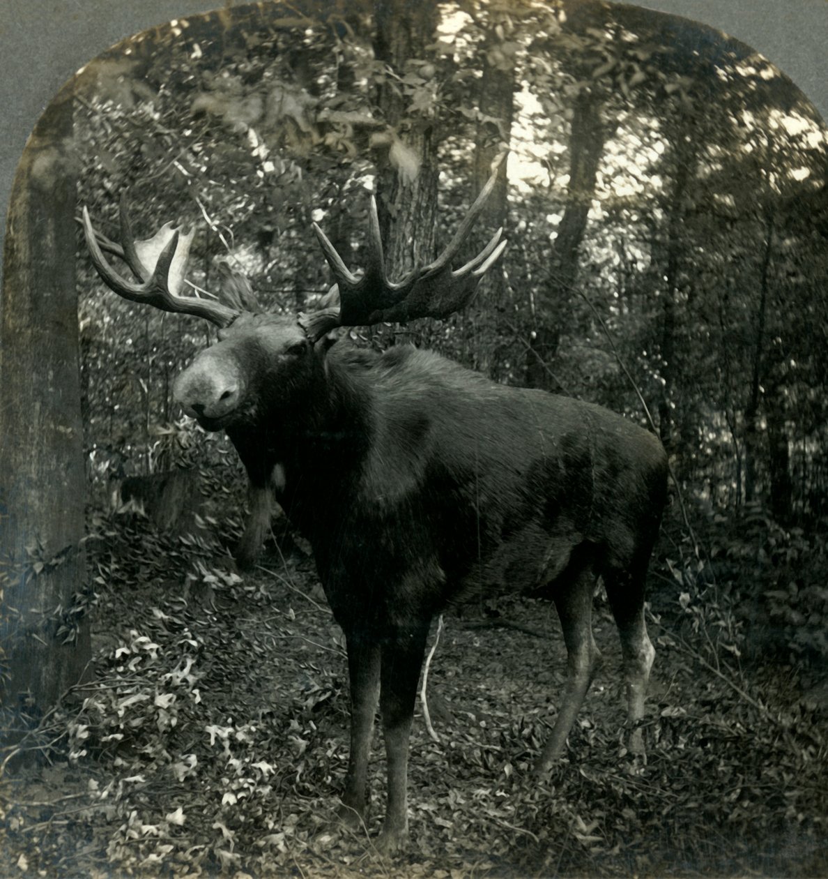 Průzkum Monarch of All I, 1899. od Unbekannt