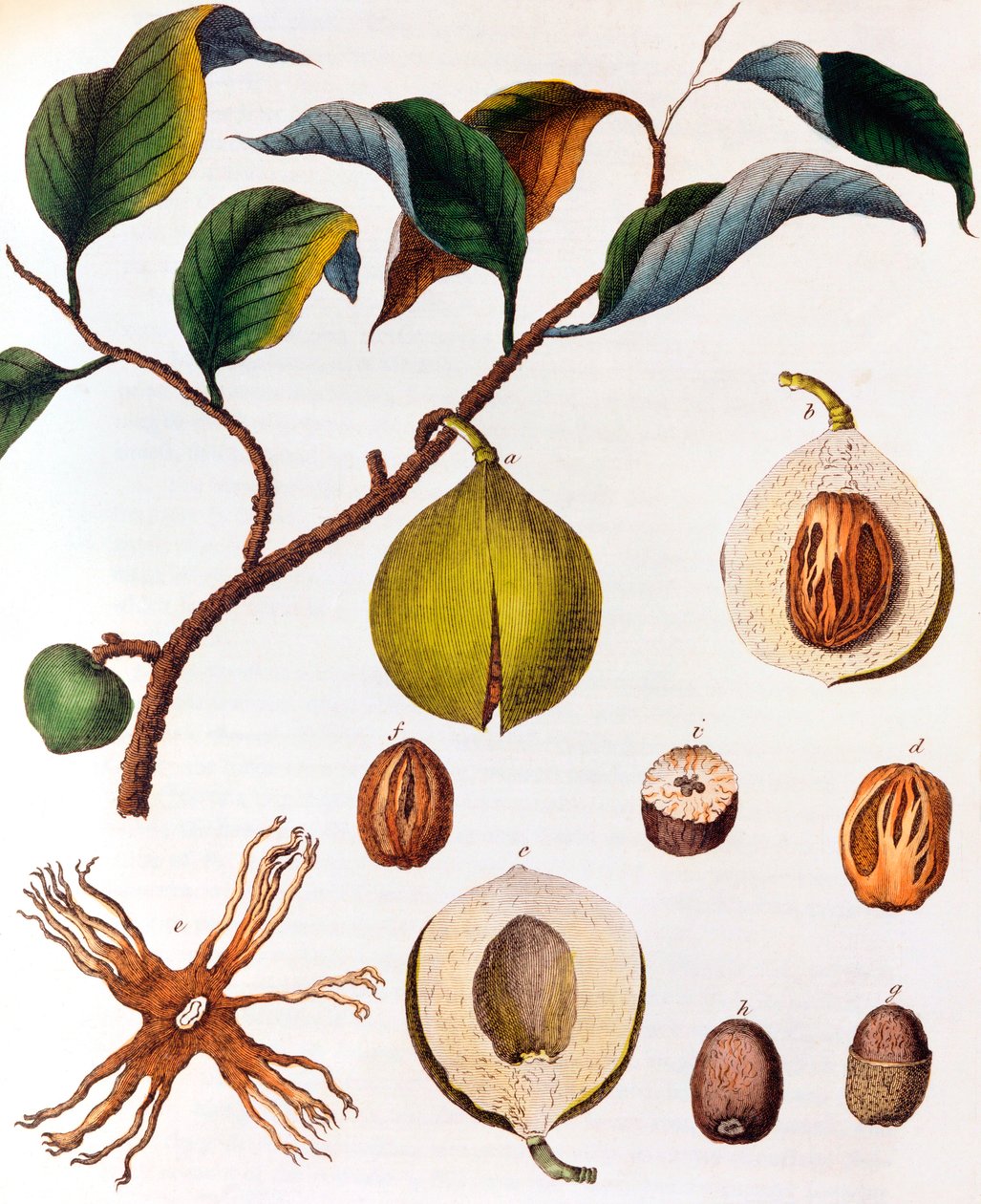 Myristica fragrans - muškátový oříšek, c1798 od Unbekannt