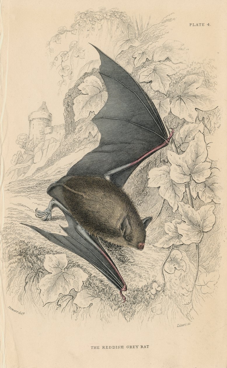 Natterers netopýr Myotis nattereri, 1828 od Unbekannt