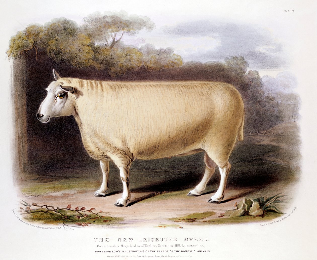 Nové beranidlo Leicester Dishley, 1842 od Unbekannt