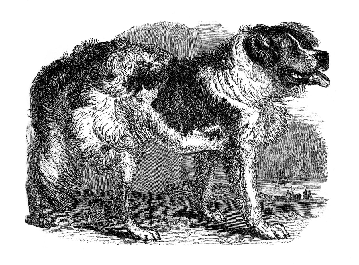 Novofundlandský pes, 1848 od Unbekannt