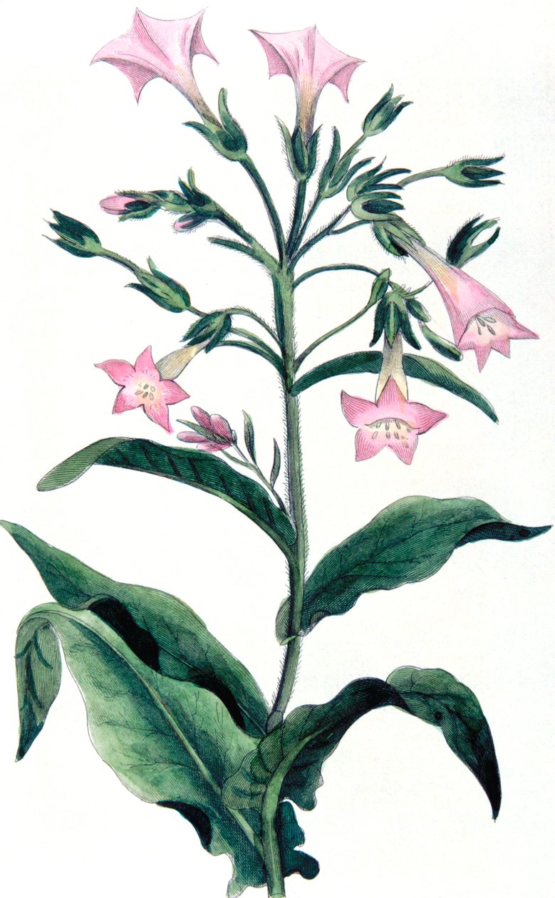 Nicotiana tabacum - rostlina tabáku, 1823 od Unbekannt