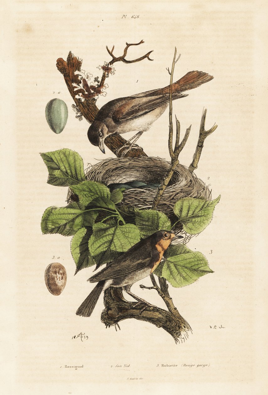 Hnízdo a vejce slavíka, Luscinia megarhynchos a červenka obecná, vejce, Erithacus rubecula od Unbekannt