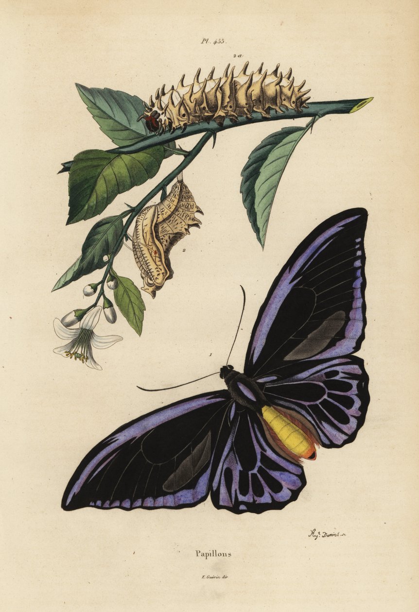 Ptáčník severní, Ornithoptera priamus urvillianus 1, a kukla a larva ptačího křídla, Troides helena od Unbekannt