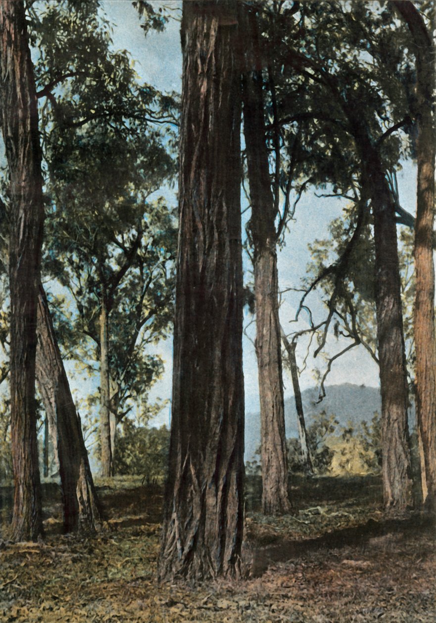 Nová Guinea. Le Bois De Fer, Papua Nová Guinea - Ironwood Trees, 1900. od Unbekannt