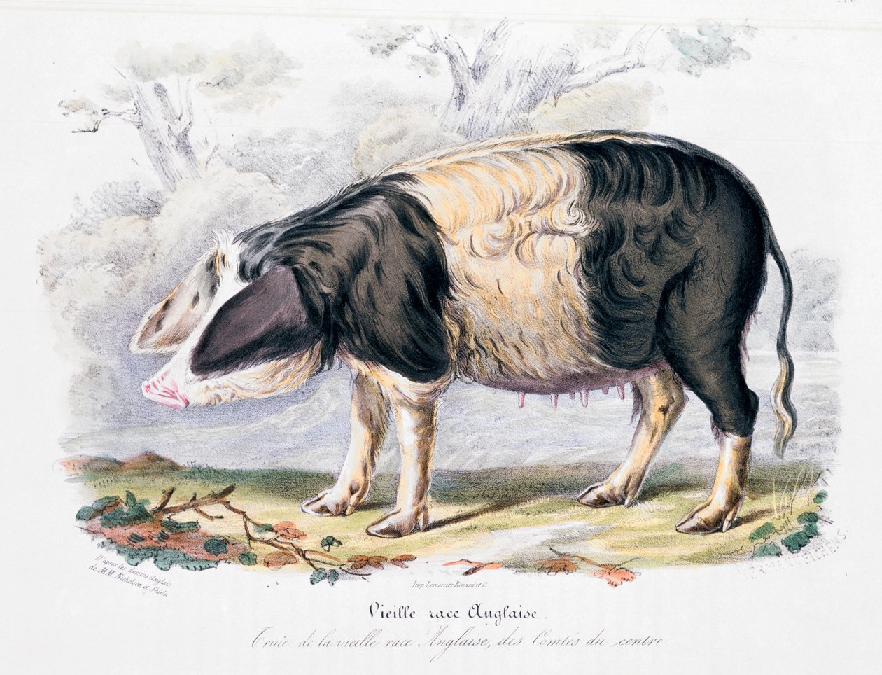Staré anglické plemeno prasat, 1842 od Unbekannt