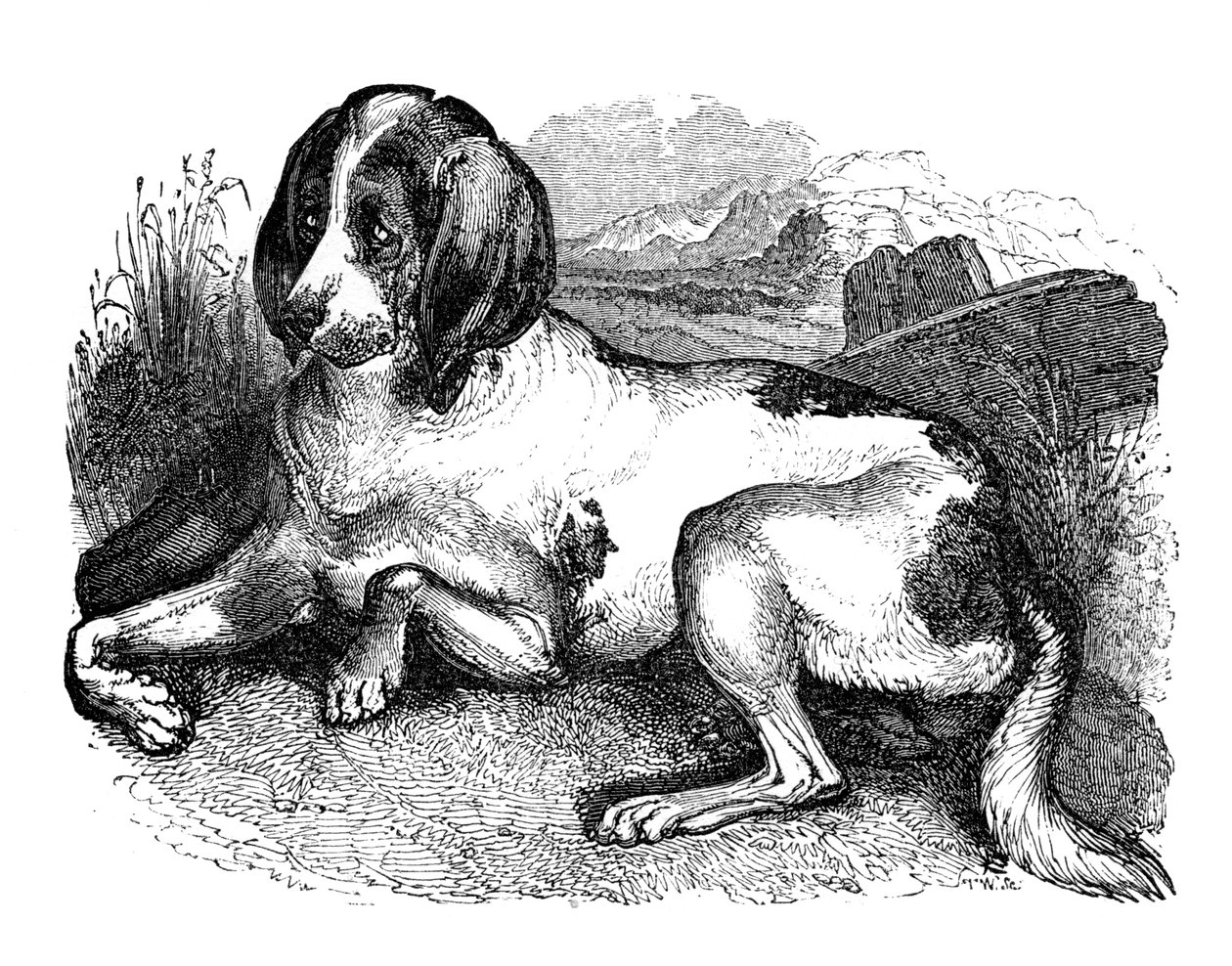 Starý anglický chrt, 1848 od Unbekannt