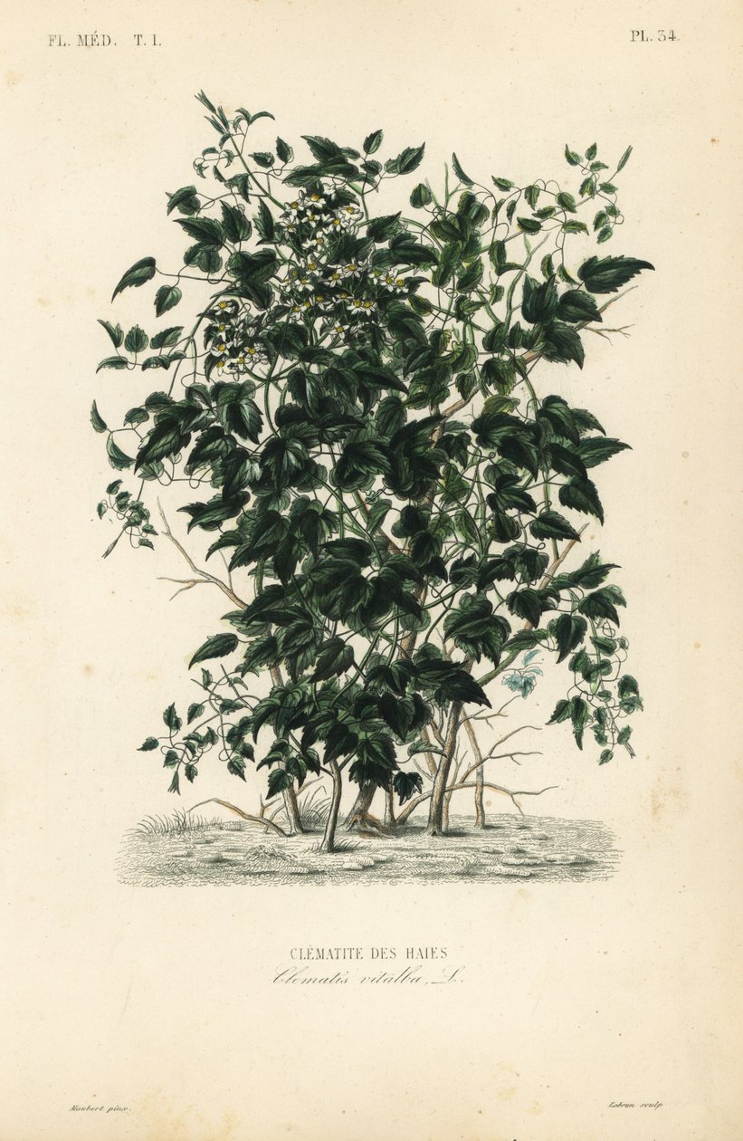 Vousy starého muže a radost cestovatelů, Clematis vitalba, Clematite des haies od Unbekannt