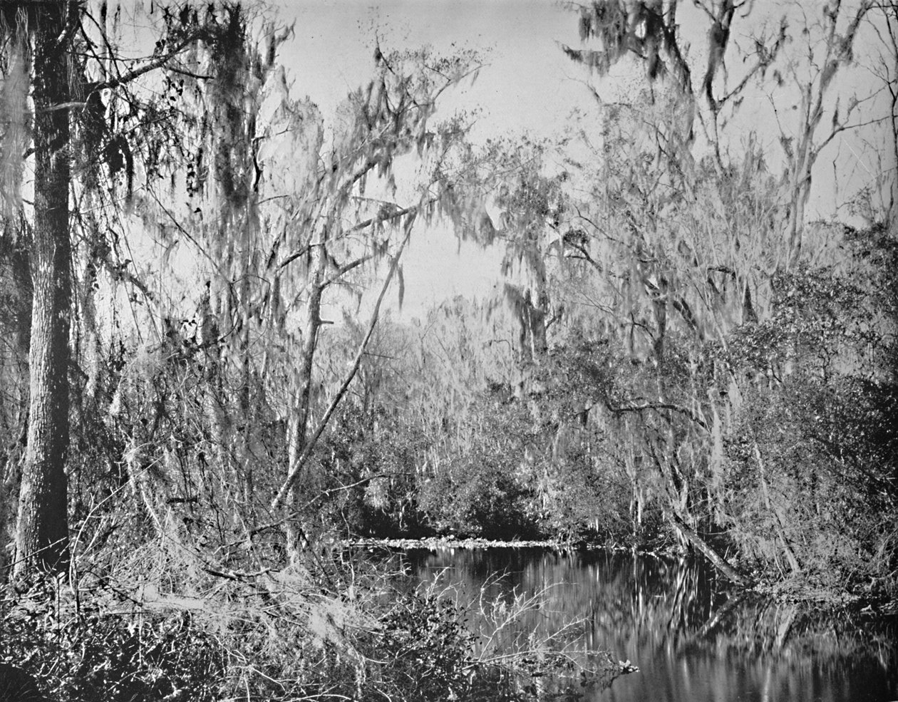 Na Governors Creek, Ocklawaha River, Florida, c1897. od Unbekannt