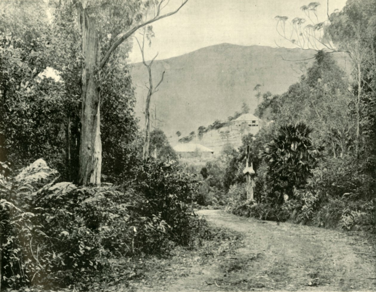 Na Illawarra Road, N.S.W., 1901. od Unbekannt