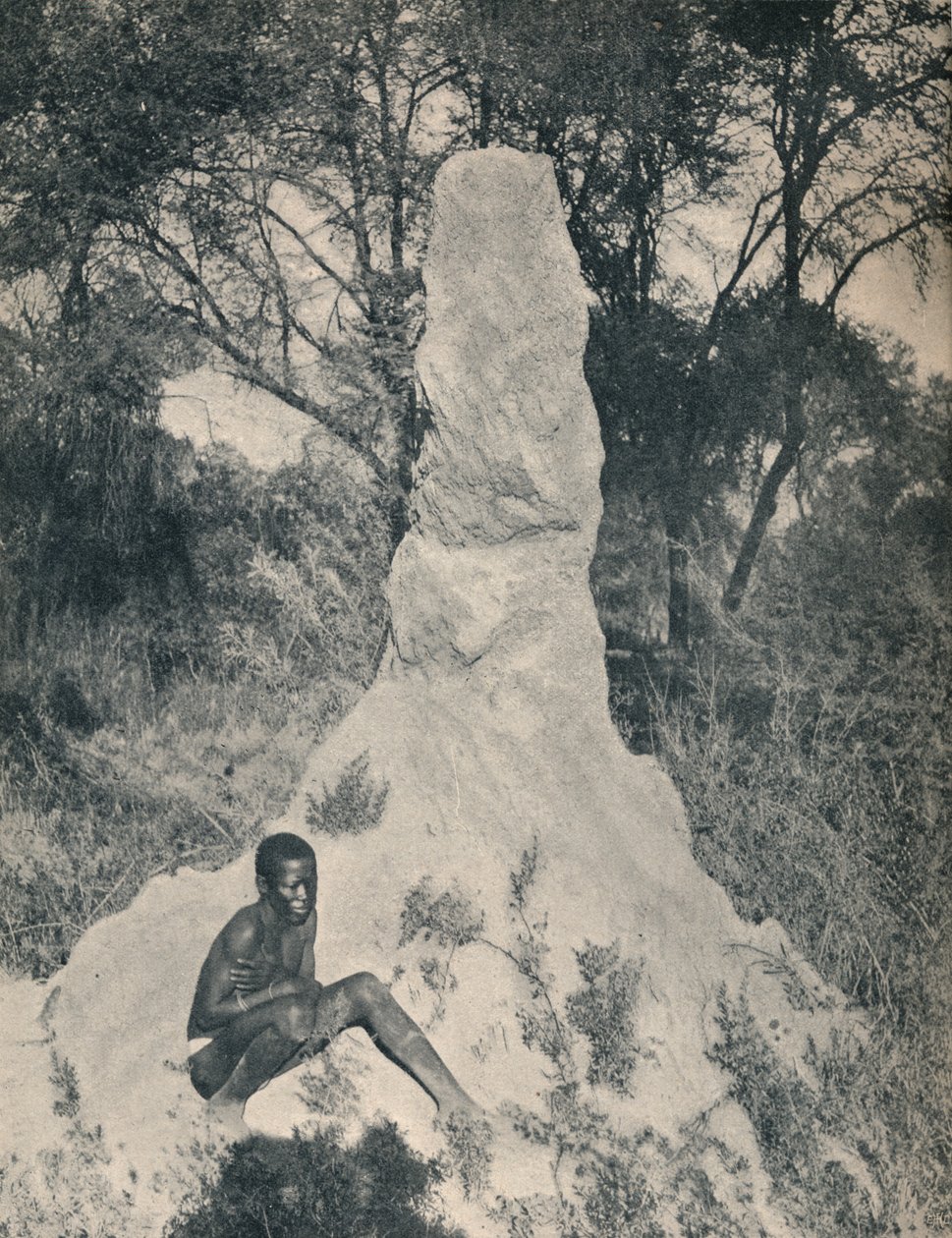 Jedna z obřích hromad mravenců charakteristických pro některé okresy Jižní Afriky, kolem roku 1900. od Unbekannt