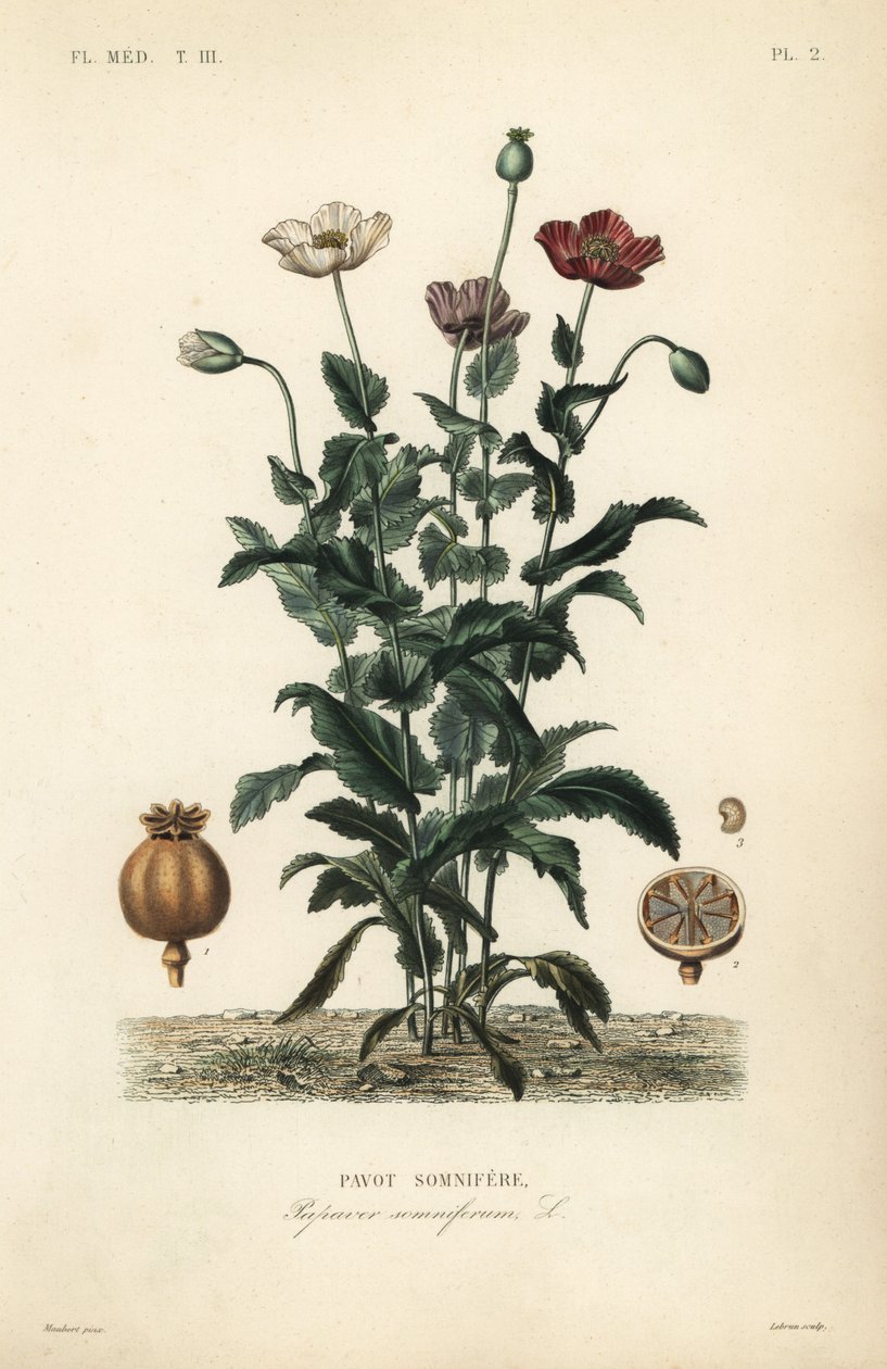 Mák setý, Poppy somniferum, Pavot somnifere od Unbekannt