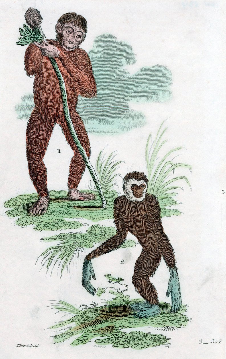 Dlužníci a Gibbon, 1822 od Unbekannt