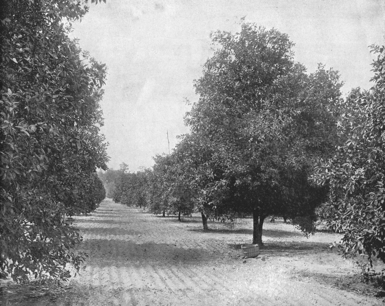Orange Grove, Sevilla, Florida, USA, c1900. od Unbekannt