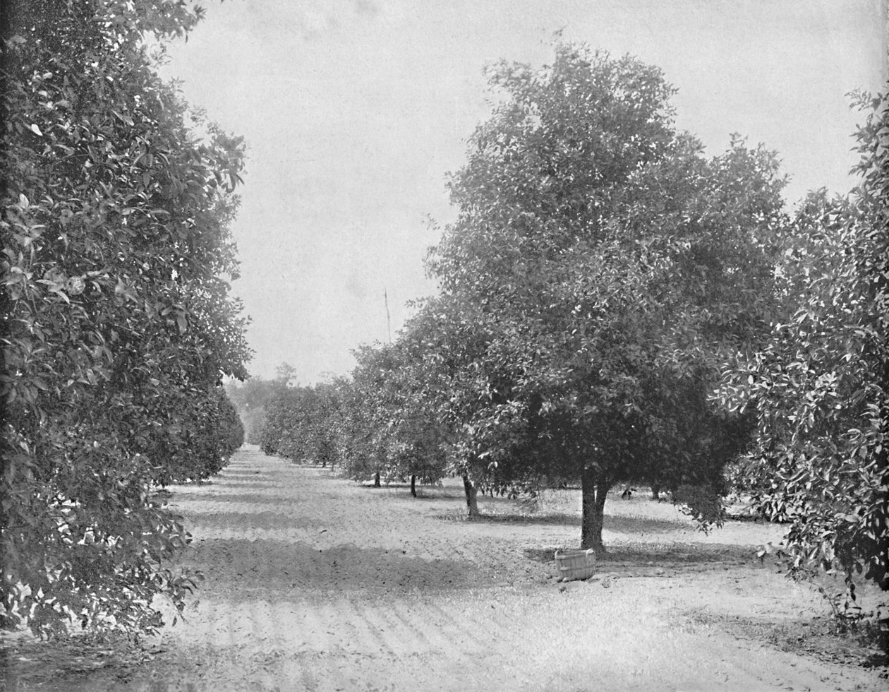 Orange Grove, Sevilla, Florida, c1897. od Unbekannt