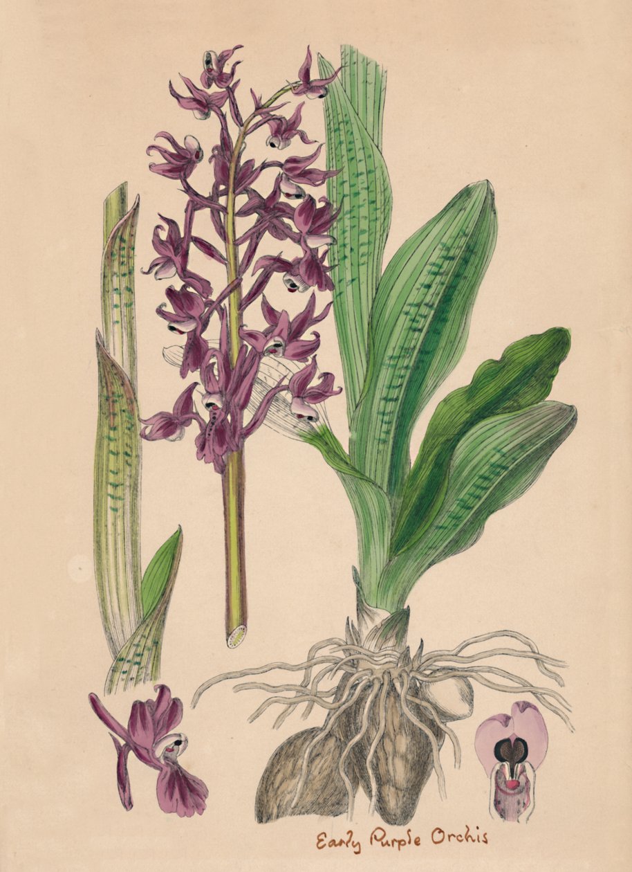 Orchis mascula. Raná fialová Orchis, 19. století od Unbekannt