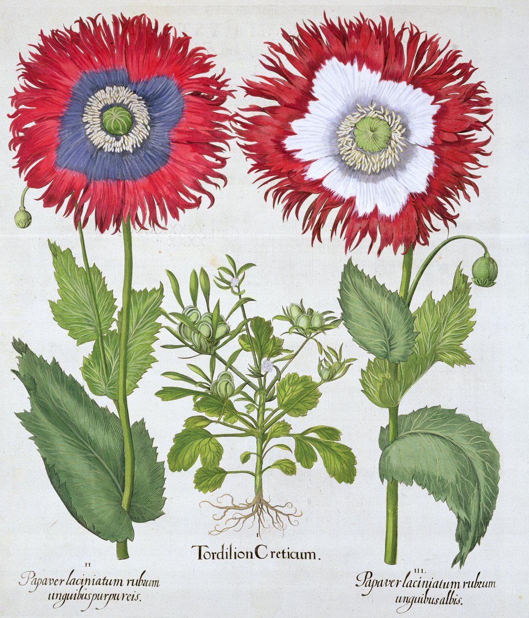 Okrasné máky, 1613 od Unbekannt