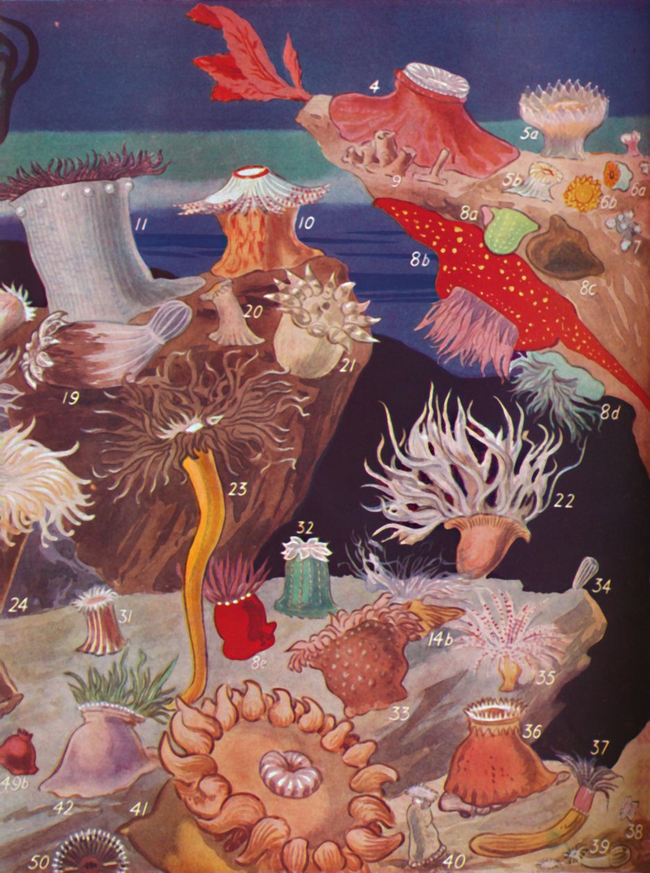 Přes padesát odrůd mořských sasanek, 1935 od Unbekannt