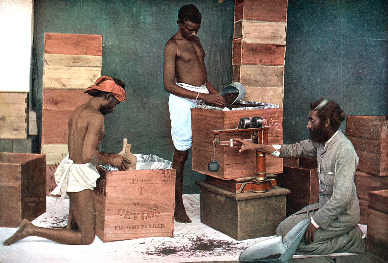 Balení a vážení čaje pro export na panství Cejlon Srí Lanka, 1905 od Unbekannt