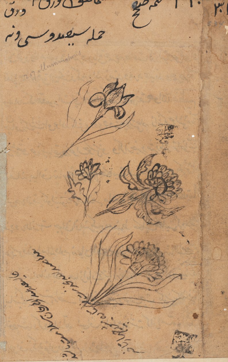 Stránka z Příběhů papouška Tuti-nama: textová stránka, c. 1560. od Unbekannt