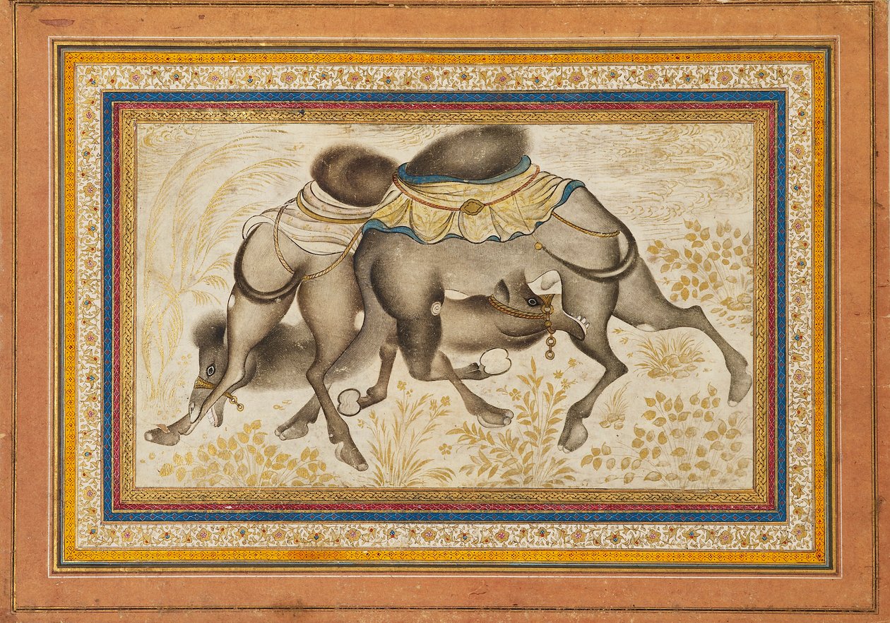 Stránka z rozptýleného muraqqa‘ neboli alba, zobrazující dva bojující velbloudy, obraz c1675 od Unbekannt