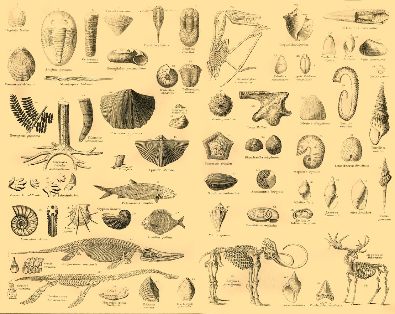 Paleontologie, c1910. od Unbekannt