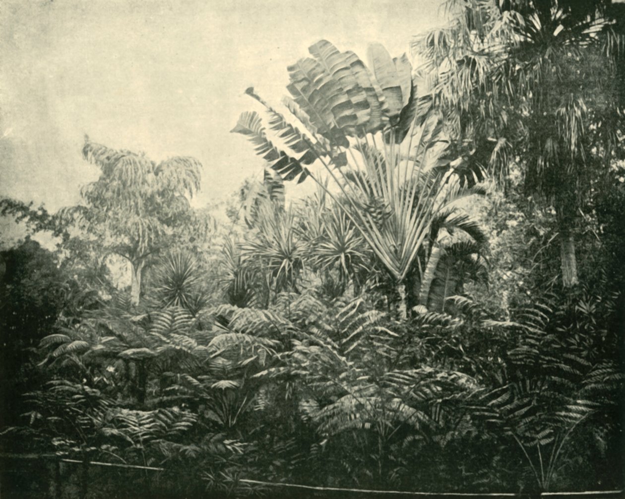 Ostrov Palm and Fern, Botanic Gardens, Brisbane, 1901. od Unbekannt
