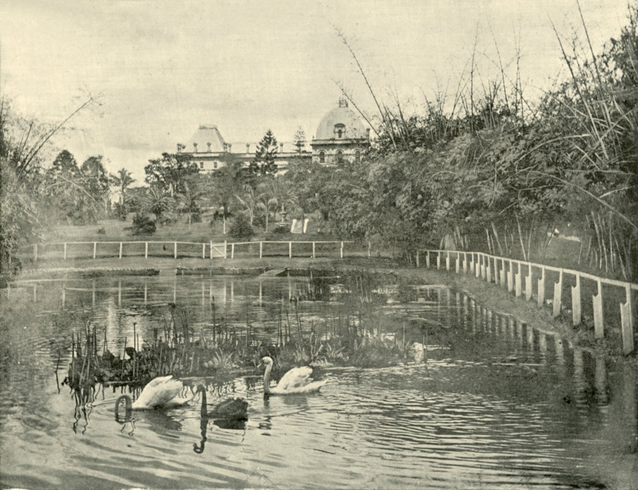 Papyrus Pond, Brisbane Botanical Gardens, 1901. od Unbekannt