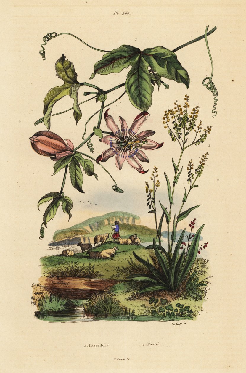 Mučenka, Passiflora uraniae 1 a barvířská hůlka, Isatis dyes 2 od Unbekannt