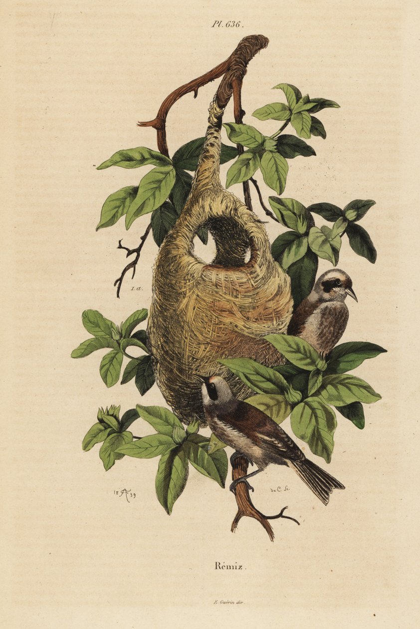 Sýkora penduline, Remiz pendulinus a hnízdo od Unbekannt