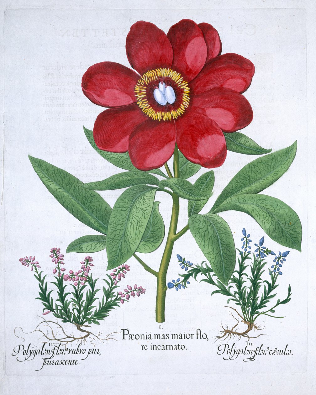 Pivoňka a dva polygalony, 1613 od Unbekannt