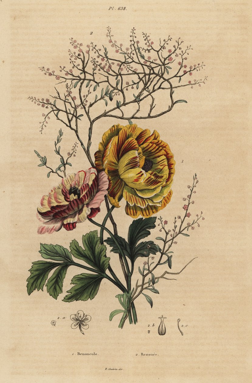 Pryskyřník perský, Ranunculus asiaticus 1 a indigo čínské, Persicaria tinctoria 2. Renoncule, Renouee od Unbekannt