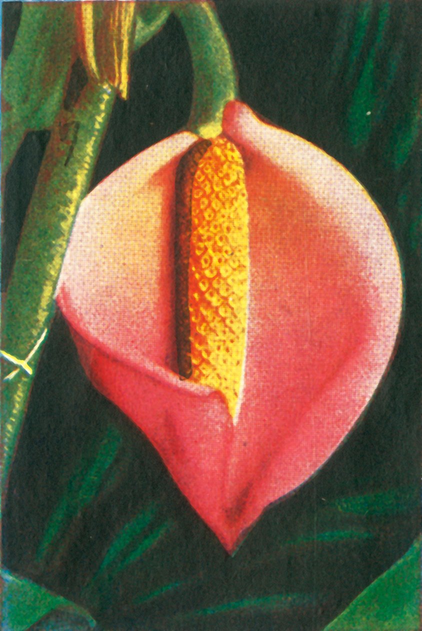 Filodendron, c1928. od Unbekannt