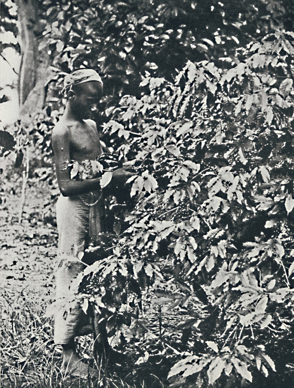 Sbírání kávy, 1916 od Unbekannt
