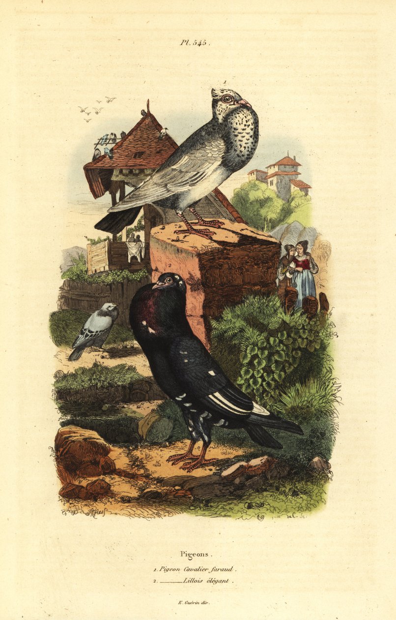 Plemena holubů Columba livia: holub kavalír faraud, holub lillois elegantní od Unbekannt