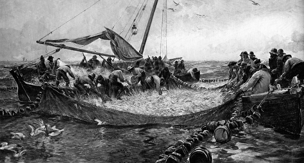 Pilchards, 1900 od Unbekannt