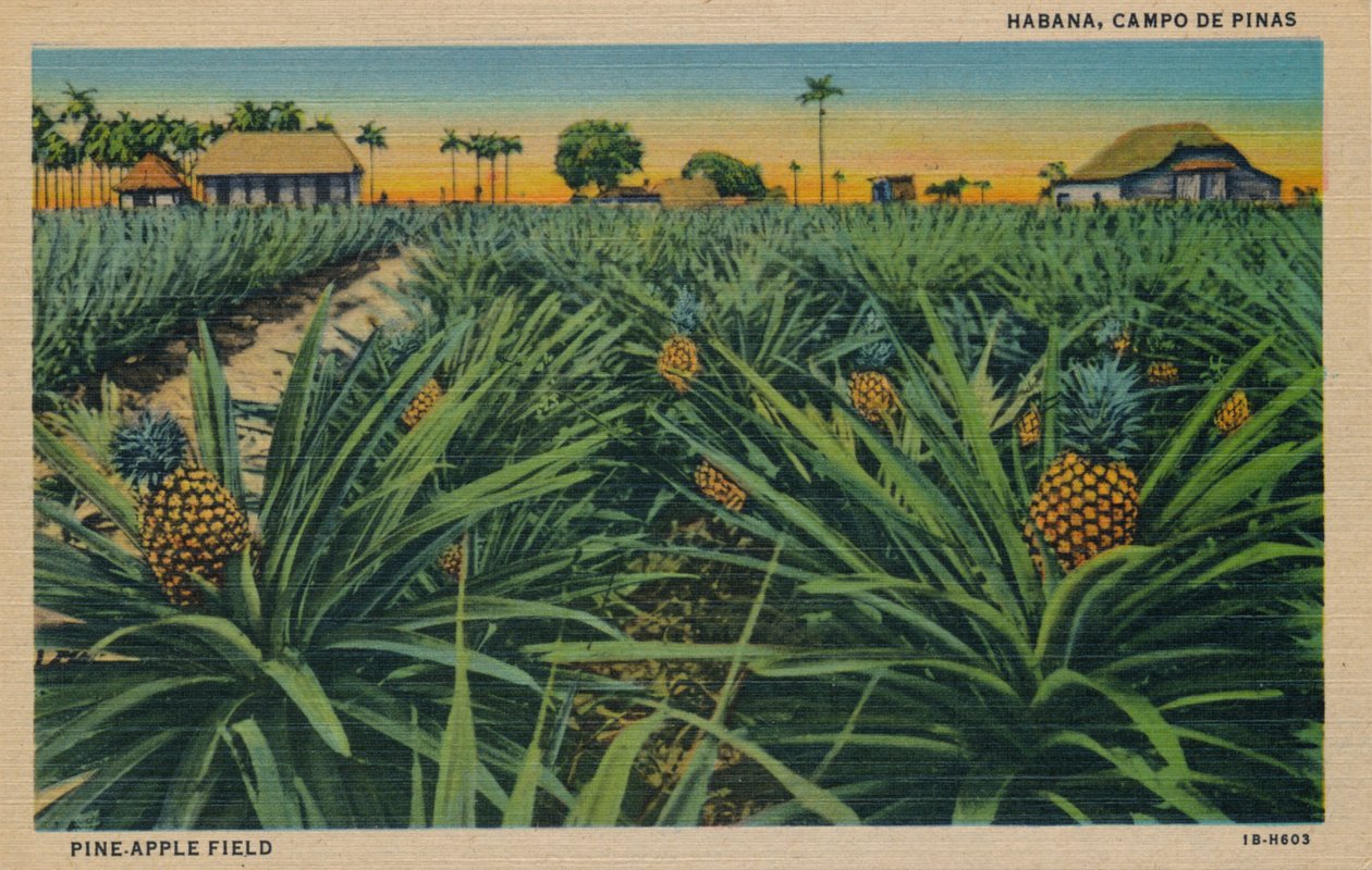 Pine-Apple Field - Habana, Campo De Pinas, c1910 od Unbekannt