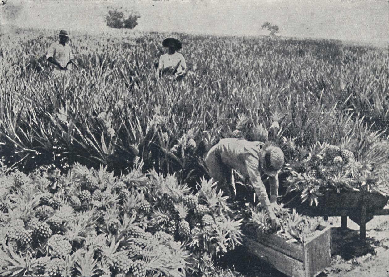 Pine-Apple Field, Queensland, 1923. od Unbekannt