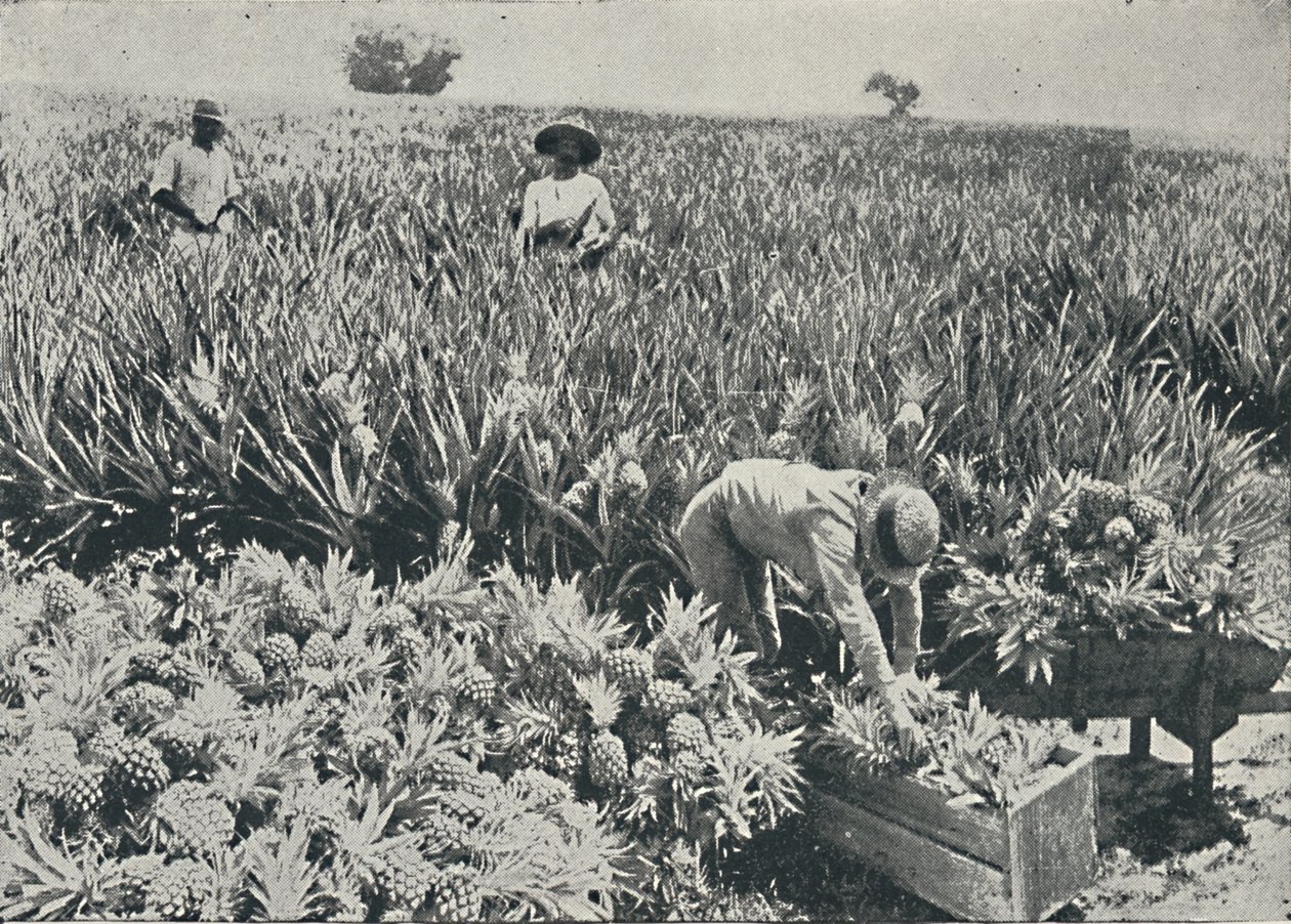 Pine-Apple Plantation, 1916 od Unbekannt
