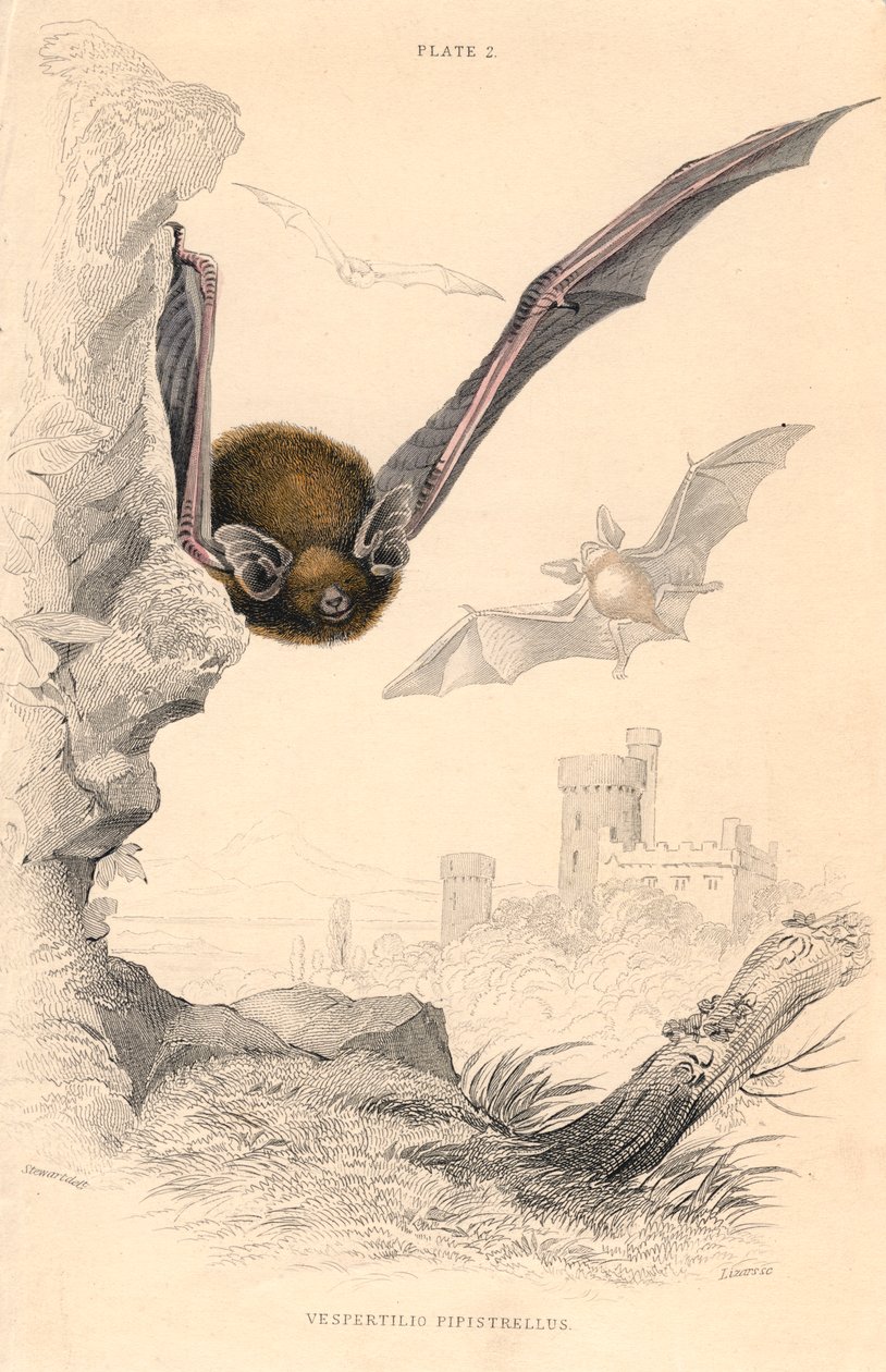 Pipistrelle netopýr Pipistrellus pipistrellus, 1828 od Unbekannt
