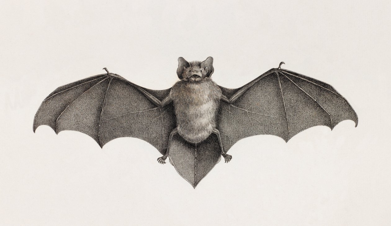 Netopýr Pipistrelle, netopýři v Egyptě od Unbekannt