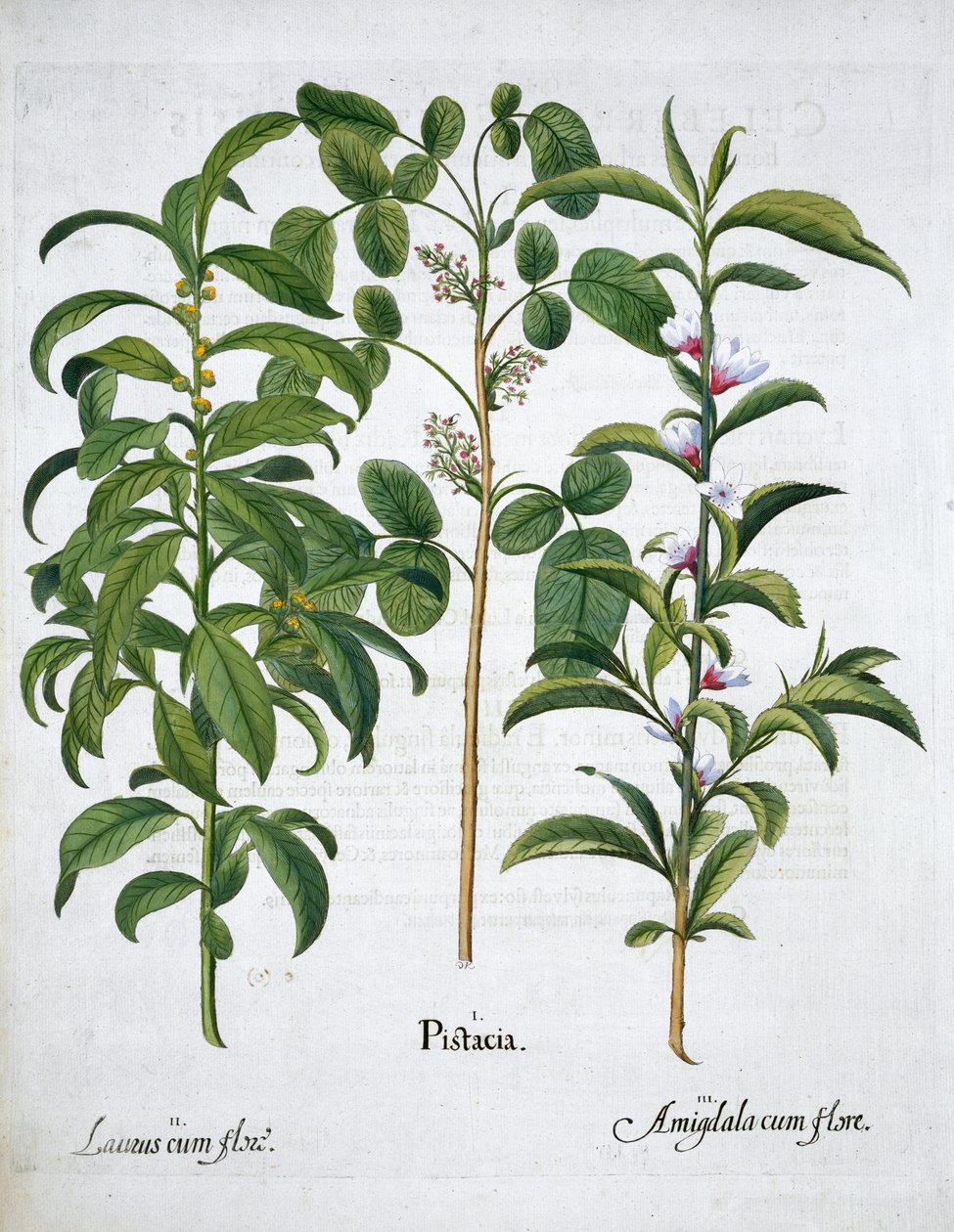 Pistáciový ořech, bobkový strom Laurus Nobilis a mandle, 1613 od Unbekannt