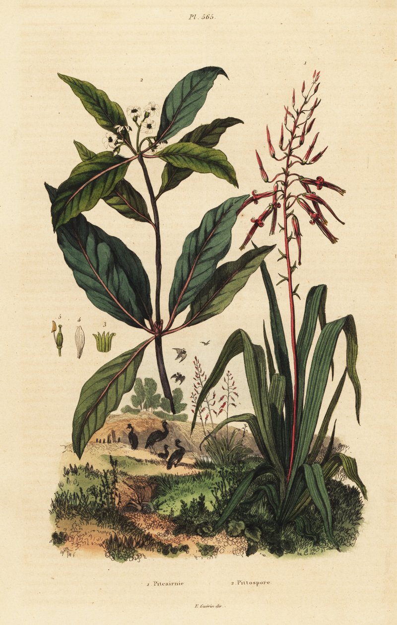 Pitcairnia bifrons 1 a viktoriánský buxus, Pittosporum undulatum 2 od Unbekannt