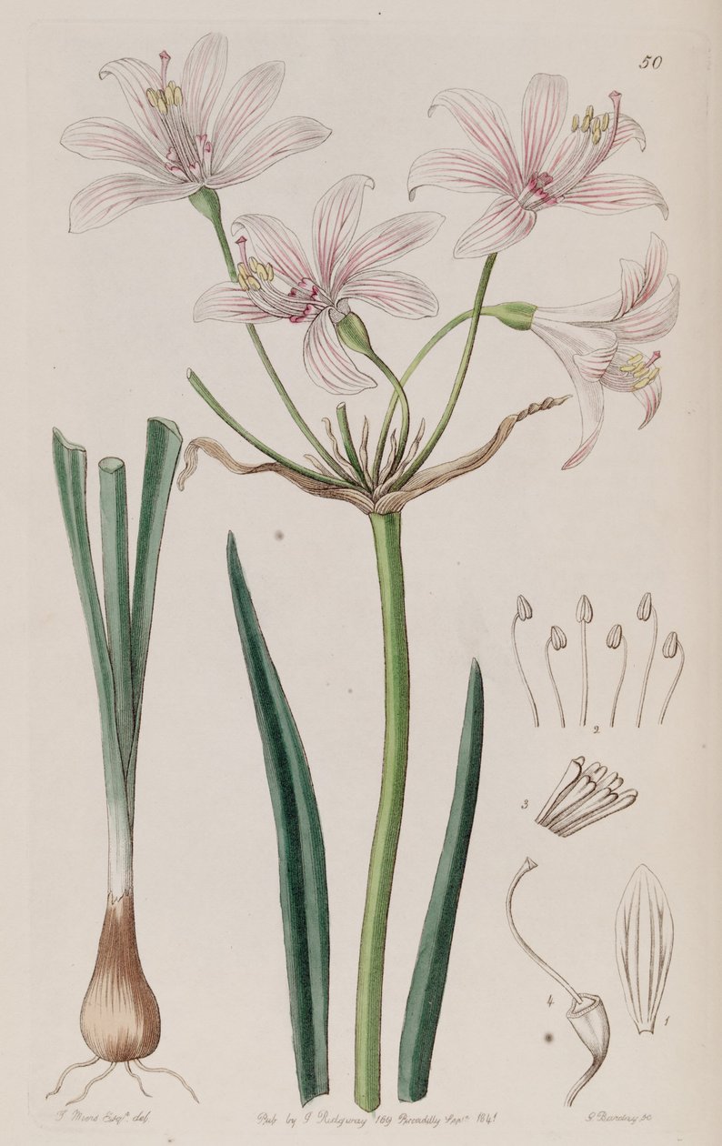 Placea ornata od Unbekannt