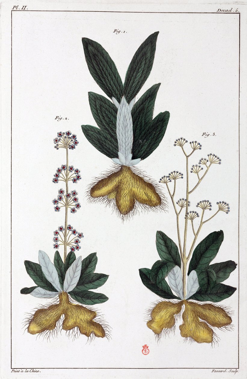 Plantes medicales, Čína od Unbekannt