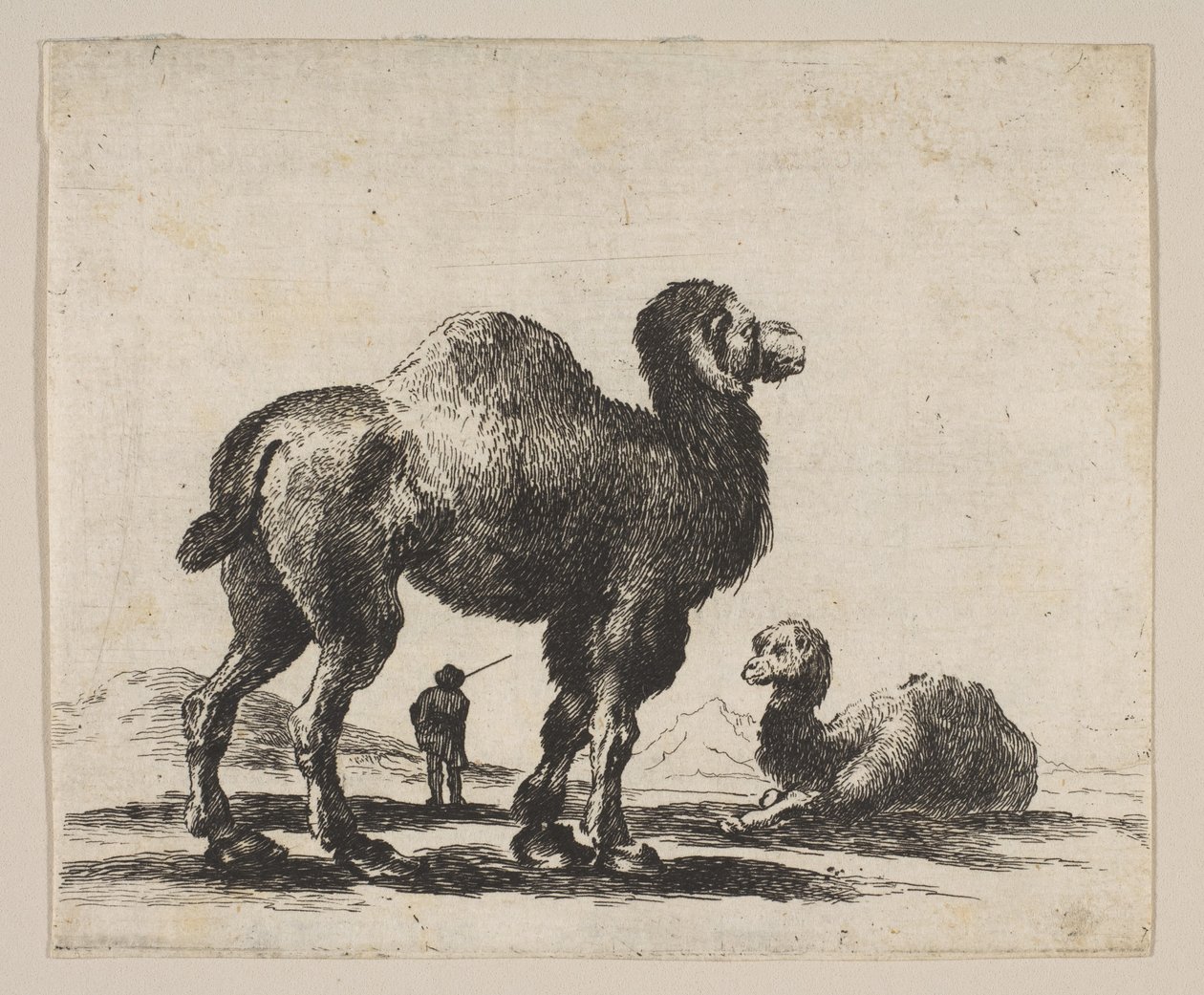 Deska 17: velbloudi, z Různých zvířat Diversi animali, po roce 1641. od Unbekannt