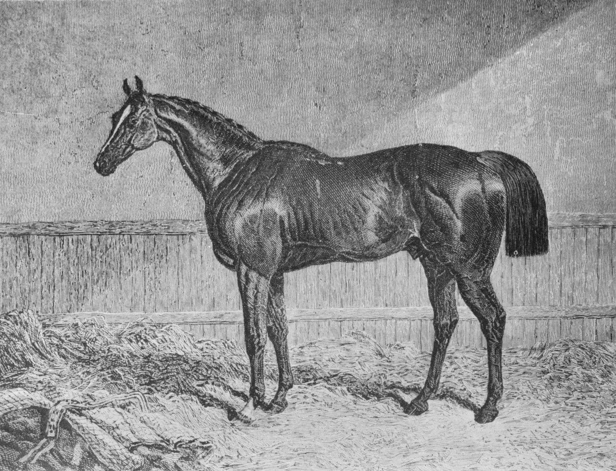 zplnomocněnec, 1831-1854, 1911 od Unbekannt